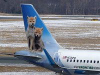 Frontier Airlines - N721FR "Cody & Dakota the Coyotes"- 2017 Airbus A321-211 - Albany County (ALB), NY - 03/09/19
