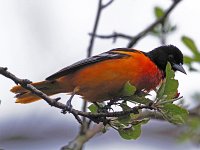 Baltimore Oriole - male -  Saratoga County, NY - 05/11/20