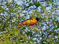 Baltimore Oriole - male -  Saratoga County, NY - 05/11/14