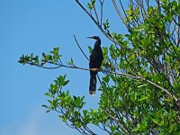 Anhinga