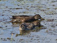 American Black Duck - Cape May County, NJ - 09/18/13