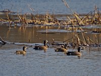 Blue-Winged Teal - Saratoga County, NY - 04/05/13