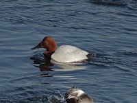 Canvasback - male - Albany County, NY - 03/11/15