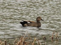 Gadwall