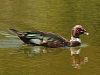 Muscovy - male -  Monroe County, FL - 04/26/15