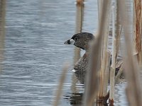 Pied-Billed Grebe - Saratoga County, NY - 04/19/06