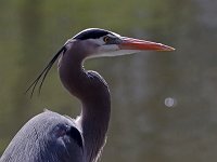 Great Blue Heron- Saratoga County, NY - 04/20/20