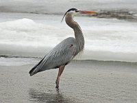 Great Blue Heron- Saratoga County, NY - 03/25/15