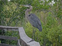 Great Blue Heron- Dade County, FL - 04/16/08