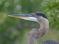 Great Blue Heron- Dade County, FL - 04/16/08