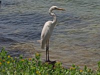 "Great White" Blue Heron- Monroe County, FL - 04/30/14