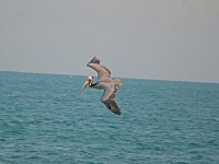 Brown Pelican - Monroe County, FL - 04/18/08