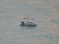 Brown Pelican - Monroe County, FL - 04/18/08