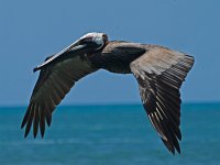 Brown Pelican - Monroe County, FL - 04/27/13