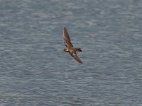 Northern Rough-Winged Swallow - Saratoga County, NY - 05/06/17