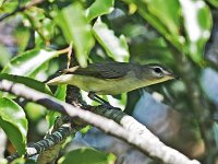 Philadelphia Vireo - Cape May County, NJ - 09/07/16