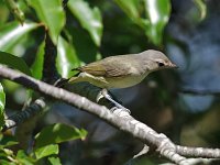 Philadelphia Vireo - Cape May County, NJ - 09/07/16