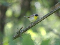 Common Yellowthroat - male -  Saratoga County, NY - 07/20/07