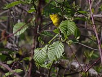 Wilson’s Warbler - Saratoga County, NY - 05/13/20