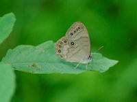 Appalachian Brown - Hampden County, MA - 08/08/11