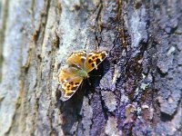 Compton Tortoiseshell - Saratoga County, NY