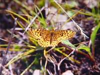 Meadow Fritillary - Saratoga County, NY