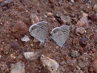 Reakirt's Blue - Santa Cruz County, AZ - 08/23/06