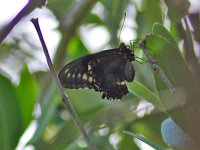 Polydamas Swallowtail - Monroe County, FL - 05/09/10