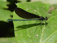 Ebony Jewelwing - male - Saratoga County, NY - 05/31/04