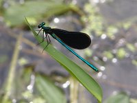 Ebony Jewelwing - male - Hampden County, MA - 07/24/04