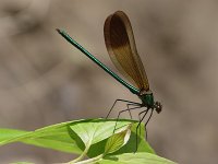River Jewelwing - male - Saratoga County, NY - 06/18/06