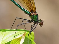 River Jewelwing - male - Saratoga County, NY - 06/18/06