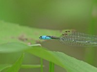 Rainbow Bluet