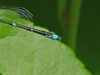 Streanm Bluet