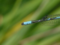 Marsh Bluet