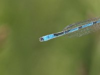 Hagen's Bluet