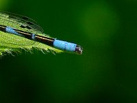 Boreal Bluet
