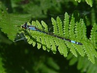 Azure Bluet - female - Saratoga County, NY  - 07/03/04