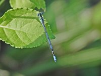 Big Bluet - male - Saratoga County, NY - 07/13/06