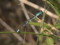 Big Bluet - male - Saratoga County, NY - 07/19/05