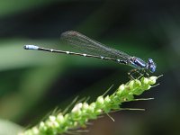 Blue-Ringed Dancer - Santa Cruz County, AZ - 08/23/06