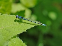 Boreal Bluet - male - Saratoga County, NY - 05/30/09