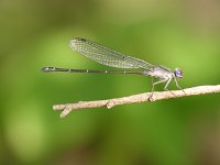 Dusky Dancer - male - Hampden County, MA - 08/06/06