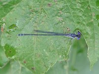 Dusky Dancer - male - Hampden County, MA - 08/06/06