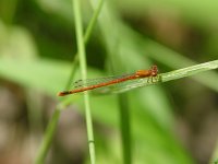 Eastern Red Damsel - female - Albany County, NY - 07/14/06