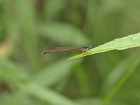 Eastern Red Damsel- male - Saratoga County, NY - 06/17/07
