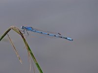 Familiar Bluet - male - Albany County, NY - 06/27/06