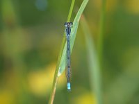 Hagen's Bluet - male - Saratoga County, NY - 06/16/06