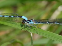 female being held in tandem by male - Saratoga County, NY - 06/24/06