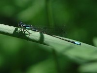Pacific Forktail - male - Santa Cruz County, AZ - 8/23/06